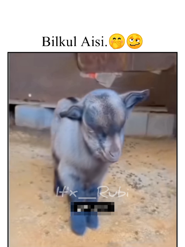 Meri to is Tra lgti hai ...🤣🐰#itx_rubi001 #virallvideo #foryoumyvideos #foryou #unfreezemyacount 