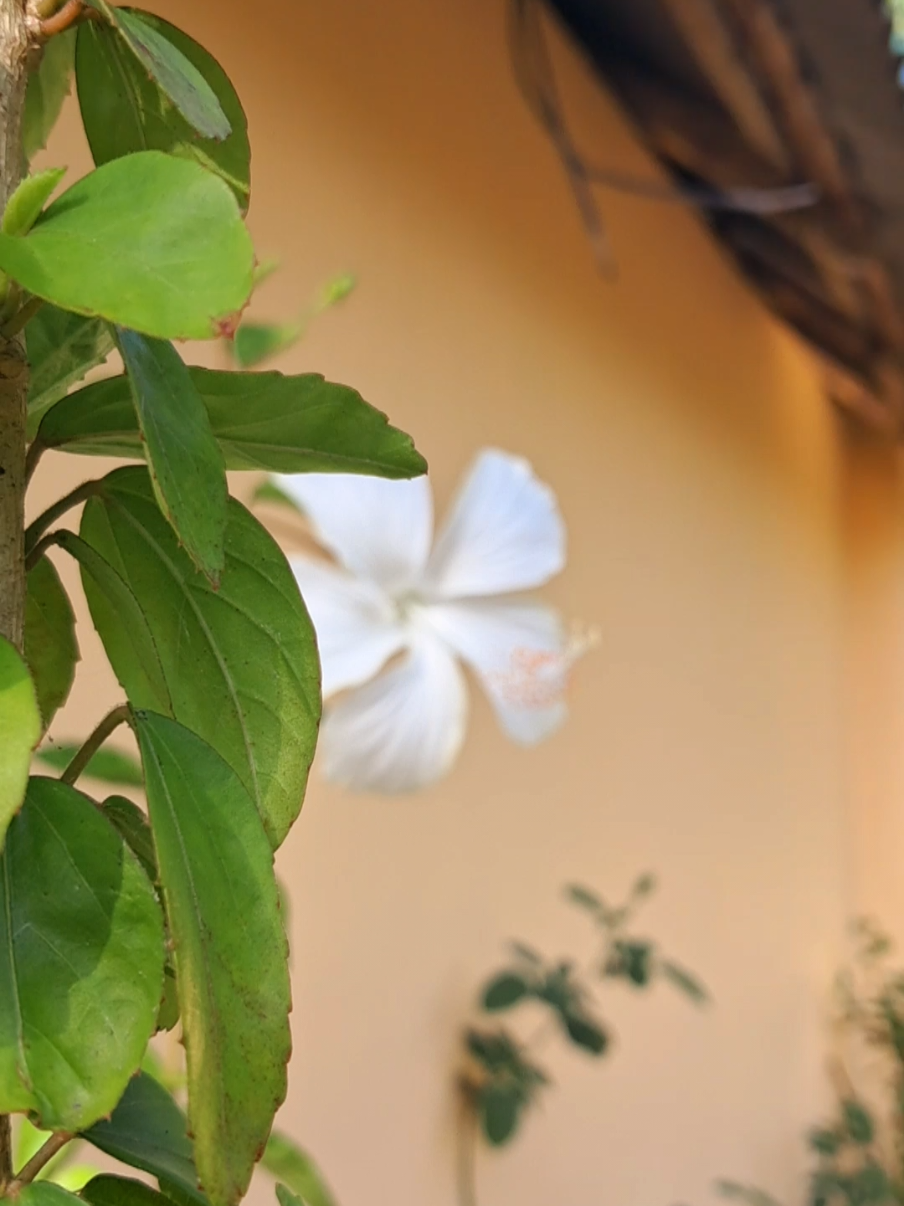 hmm🙂#my_gardenig_1 #foryou #ti̇ktok #fyppppppppppppppppppppppp #foryou @TikTok Bangladesh @For You 