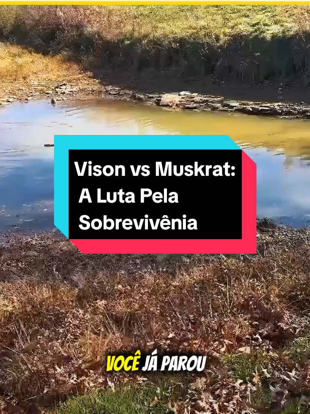Vison vs Muskrat: A Luta Pela Sobrevivência#MundoAnimal#NaturezaSelvagem#animais #curiosidades #viral 