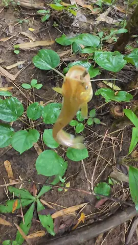 Câu cá suối bằng giun đất #lauvanlo #caucasuoi 