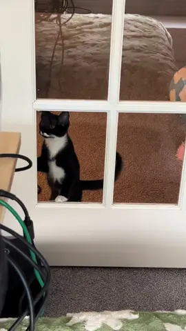 Chickadee has decided she needs to start climbing the doors to get into the office….#PetsOfTikTok #funnycat #crazycat #cutekitten 