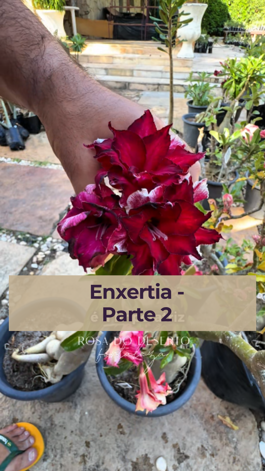 Parte 2 – Enxertia Dupla ✂️🌱 Chegou o momento crucial! Estamos colhendo cuidadosamente o material genético das flores escolhidas para criar uma Rosa do Deserto que florescerá com duas variedades incríveis na mesma planta! 😍 👉 Perdeu a Parte 1 com a seleção dos materiais? Corre lá conferir! Siga acompanhando essa jornada fascinante de enxertia e veja como nasce uma obra de arte viva no seu jardim! 🌺✨ #RosasDoDeserto #EnxertiaRDF #ColecionadorRDF #DicasDeCultivo #adeniumobesum #floresdodeserto #succulove #plantasornamentais #adeniumbrasil #rosadodesertobrasil #paisagismoejardinagem #desertose #rosadodeserto #rosasdodeserto