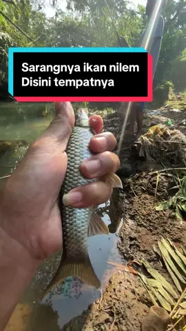 Sungainya jernih…ikan nilem haup haup…..”””!!!!! #spotmancing #mancing #mancingnilem #nilembabon #fyppppppppppppppppppppppp 