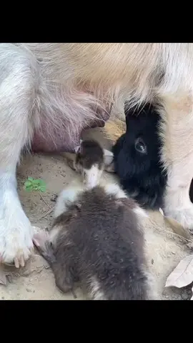 Động vật đáng yêu #xuhuong #funny #dongvat #petcute #funnyvideos 