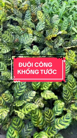 Cây Đuôi Công Khổng Tước – Vẻ Đẹp Sang Trọng Cho Không Gian Sống #DuoiCongKhongTuoc #CayCanhPhongThuy #CayNoiThatDep #CalatheaMakoyana #trangtrinhacua 