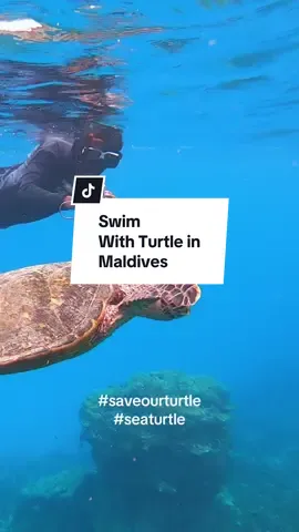 Rezeki arini dapat berenang dengan penyu di Biyadhoo Reef berdekatan Maafushi Island, Maldives. Teringat kapong kat teganu 🥰 #maldives #swimwithturtles #ganukite #saveturtles #seaturtle 
