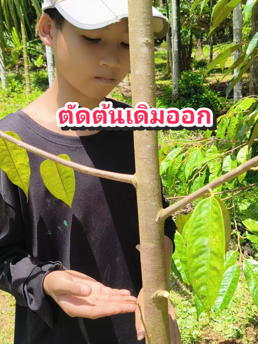 ตัดต้นทุเรียนต้นเดิมออก #ตัดต้นทุเรียน #ตัด #ทุเรียน #ยอดทุเรียน #ฟิดดดシ 