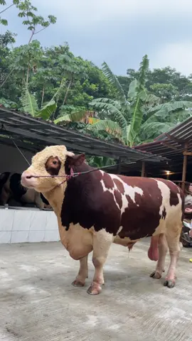SI PONI GANTENG😍 #peternakansapi #peternakansapijumbo #sapijumbo #sapiqurban #sapimonster 