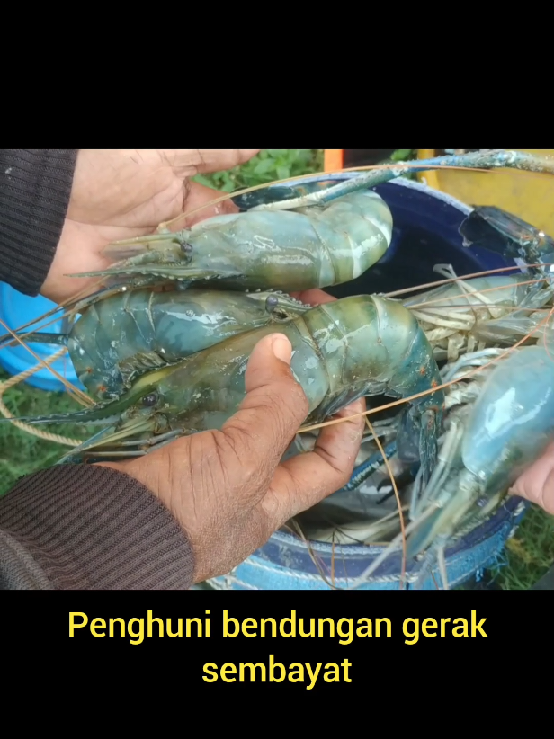 udang galah