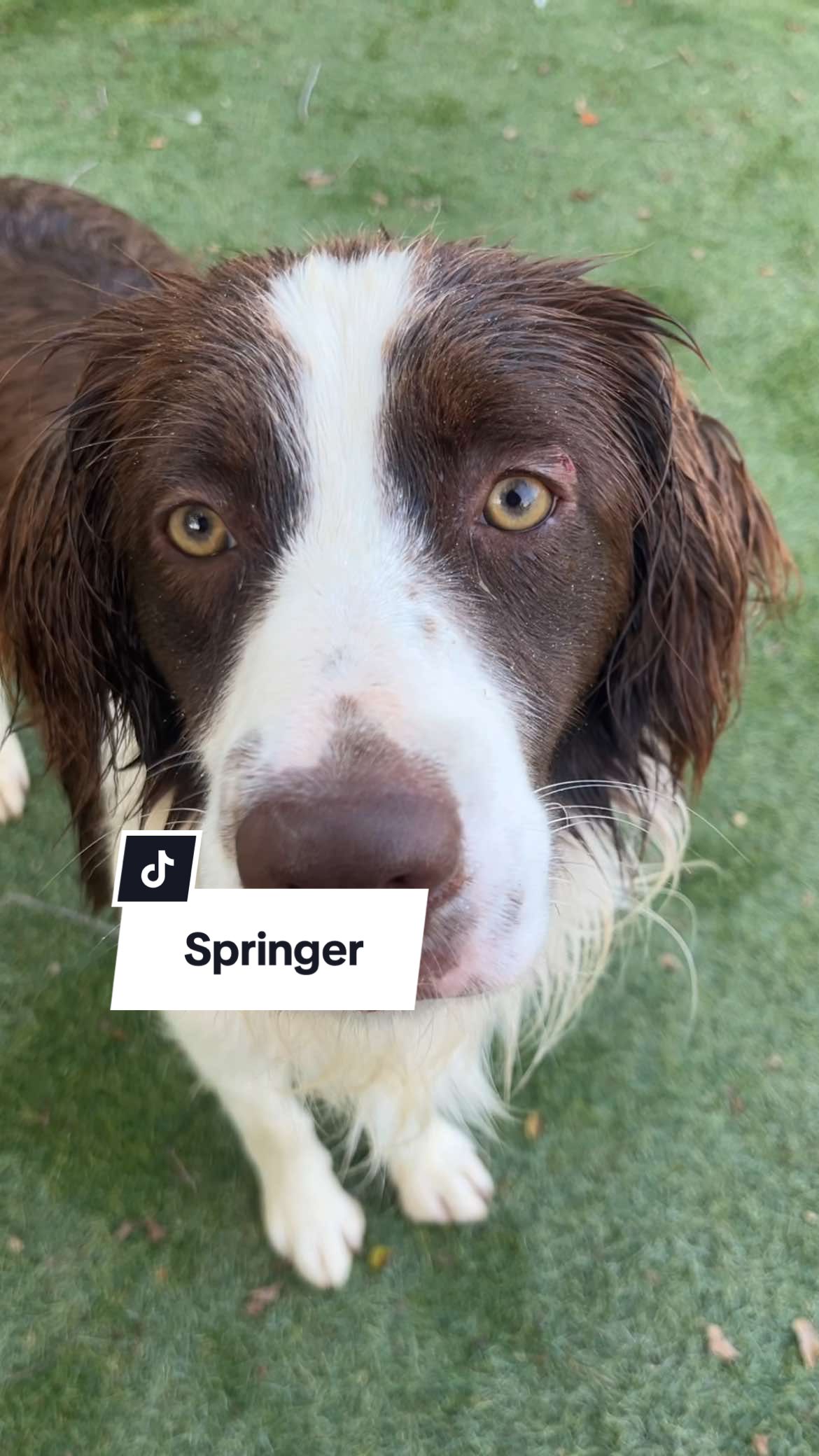 #cookiefairy #dogs #petsadventures #springer