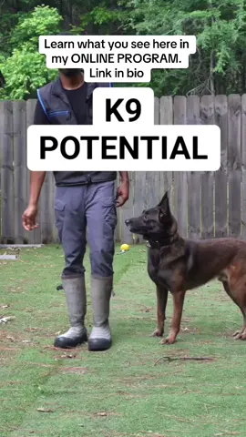 Start training your dog like this from home. #protectionk9 #sportdog #k9education