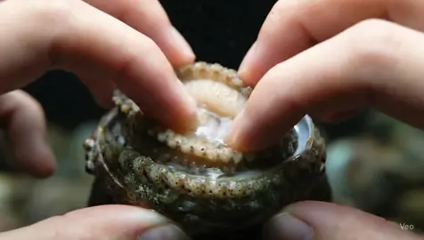 #ai #asmr #asmrsounds #asmrvideo #asmrtiktoks #abalone #aiasmr #nature #satisfying 