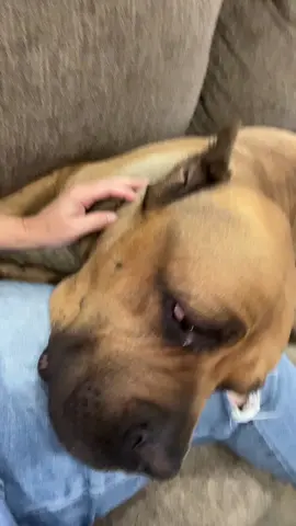 I feel this!!! Zero motivation right now! #canecorso#PetsOfTikTok#dogsoftiktok#dogstagram#dogs