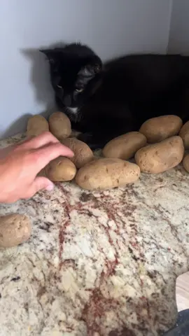 🥔 🐈‍⬛ #potato #cat #fyp