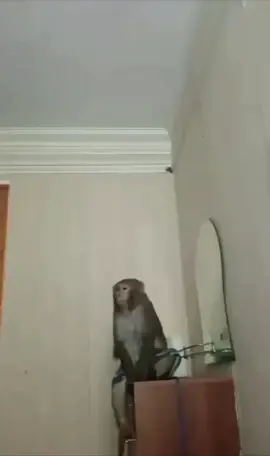 #monkey #recomendation 