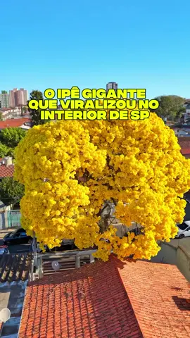 #deus #viraltiktok #ipe 