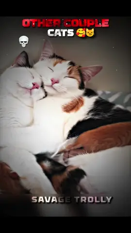 Others couple cats vs this one 💀😱😨 #viral_video_ #trollface #goviral #shorts 