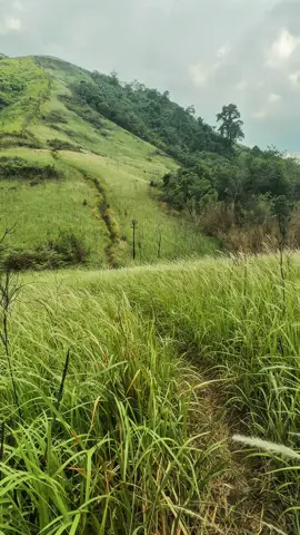 Bukit telogah kembali pulih #telogah #pendaki #sangggau 