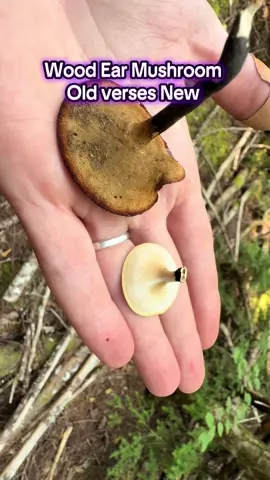 #Parasitize #Wood #Ear #mushroom #foraging Mushroom Edu is our goal!