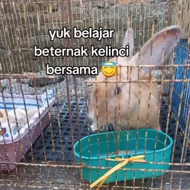 Pakan'nya pelet ya kak 😊 Kangkung, daun pisang, wortel , sayuran / buah2an itu cemilan. Sekali lagi ''CEMILAN'' 🤗 #fypシ゚viral #rabbit_🐰💓 #kelincilucu #fyppppppppppppppppppppppp #fypシ゚viral 