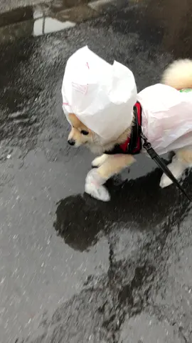 老犬の雨対策