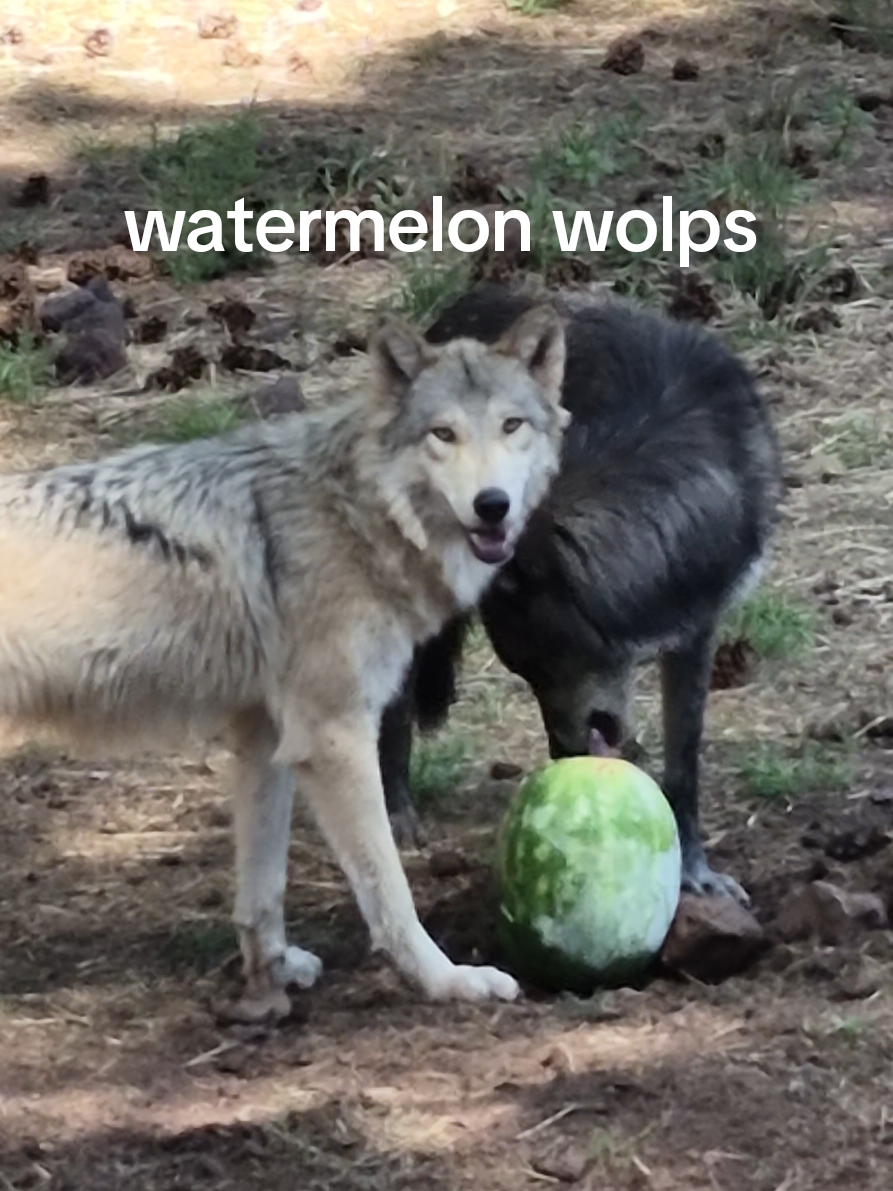 Frozen watermelons are great cognitive enrichment items for wolves as they work out how to get to the good stuff! It also keeps them cool and hydrated on hot days and allows for pack social behaviors to play out ❤️🐺 #wolfpack #wolf 