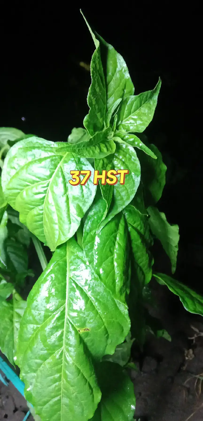 salam Sahabat Tani 🌶💪🏻#petanicabe #tanicabe #petanimuda #🌶️🌶️🌶️shani #petaniindonesia🇮🇩🇮🇩🇮🇩🌿🌿 #🌶 #cabe #fyppppppppppppppppppppppp 