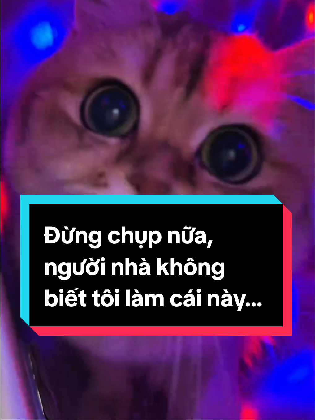 Đừng chụp nữa, người nhà không biết tôi làm cái này… #mèo #meow #mèocon #đángyêu #dễthương 