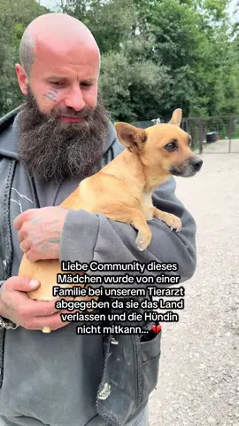 Liebes Bollwerk bitte hilft uns teilt diesen Beitrag Sie verdient ein Zuhause für immer… 🥺🙏🏽 (Ja ich pushe keine Adoptionen und ihr wisst wieso… Aber in ausnahmen wie in Ihrem Fall oder wenn ein Hund von uns ein richtig tolles Leben bei einer Familie haben kann sage ich natürlich ja!)  #savethedogsbih 
