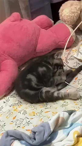More than 80K people give kitty this wooden honeysuckle chew stick#cat #catsoftiktok #cattips #pethealth #potaroma #fyp #cats #cattoy #cattoys #cathealth #fentysuperbrandday #backtoschool #PioresSituaçõesSemArCondicionado 
