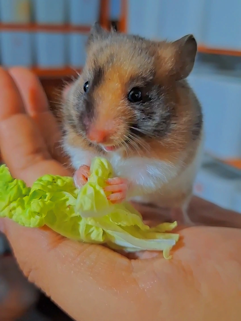 Syrian trico 😅 ➖️➖️➖️➖️➖️➖️➖️ #hamyhamstermagetan #hamster #hamsterindonesia  #peternakhamster  #hamstermadiun 