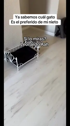 #livehighlights #tiktoklive 