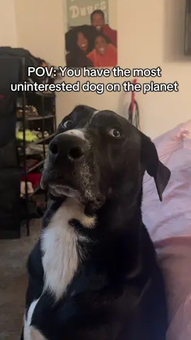 @Ice The Labradane don’t care about nothing or nobody 😭  #dog #dogs #PetsOfTikTok #pet 