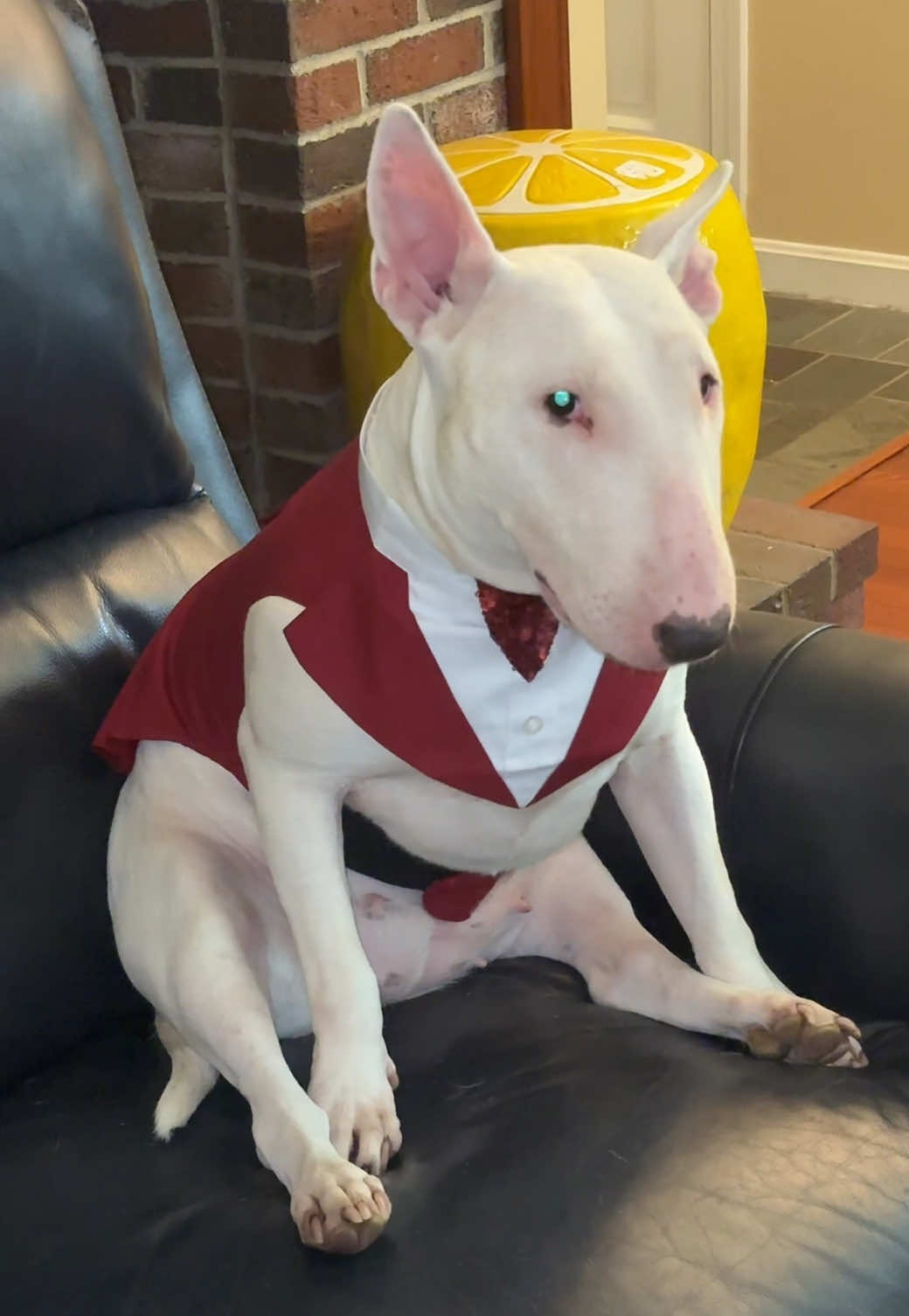 #butch #dragking #slay #dog #suit 