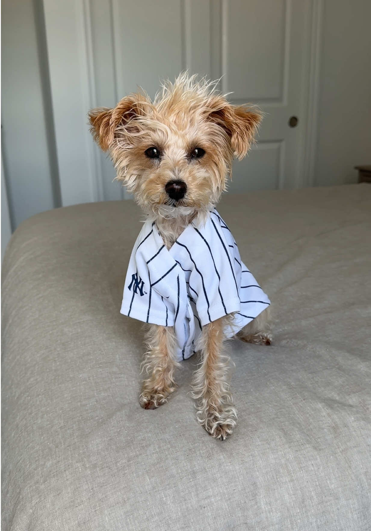 Always dogs, if you ask me 🥰  Agree? #dogtok #tinydog #dogsover