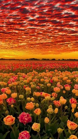 Sunset and sea of ​​flowers flying✨#sunset #fyp 