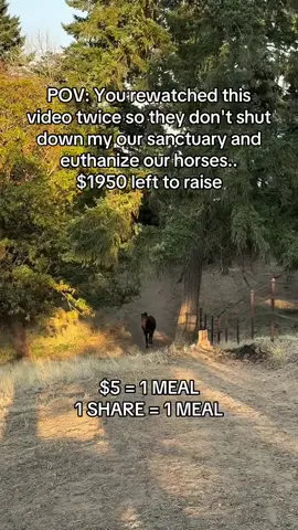Every kind comment would mean a world to me🥹♥️ #horses #shelter #sanctuary #animalsoftiktok #horselovers 