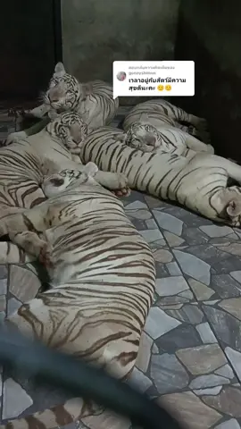 ตอบกลับ @gonnyshimun มีความสุขทุกครั้งที่ได้ดูแลน้องๆ😁😁😁 #ศรีอยุธยาไลอ้อนปาร์🦁 #TigerkeeperThailand🇹🇭🇹🇭🇹🇭 