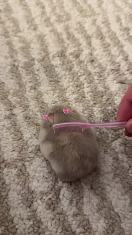متوفر هامسترات ونتر وايت في المتجر ✨#fyp #foryou #hamster #hamsters #كيوت 