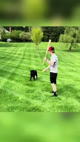 Try not to laugh 😂😂😂 #animals #funny #funnypets #dog #cat 