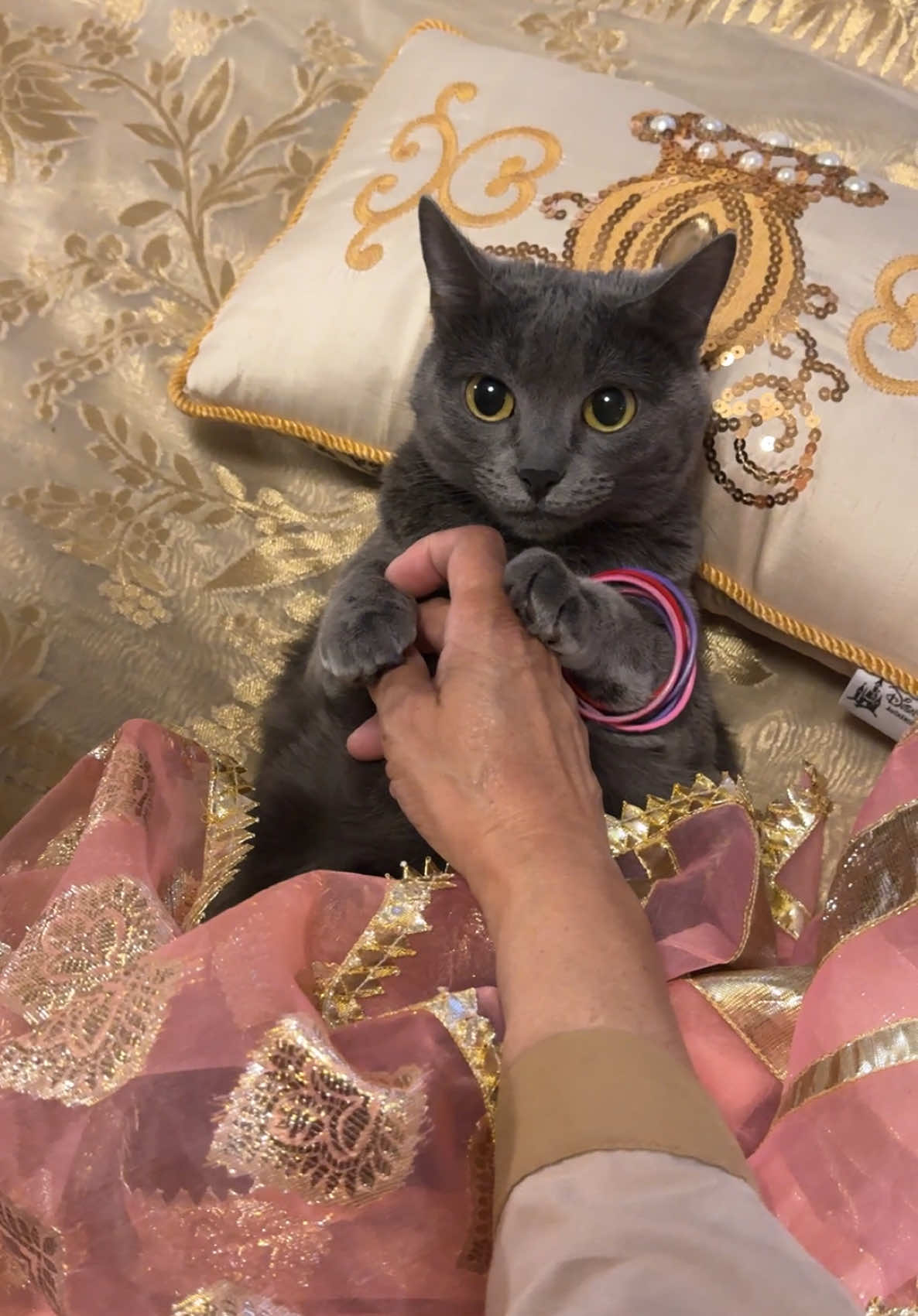 pyaari wearing her new sari #cats #catsoftiktok #catlover #catmom #foryoupage #foryou #pets #comedy 
