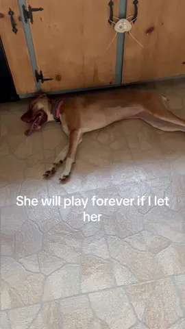 #p #dog #fyp #viral 