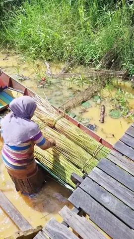 ada yang mau ambil purun di daerahku? #jangkauanluasfyp #tikarpurunhandmade #kampunghalaman 