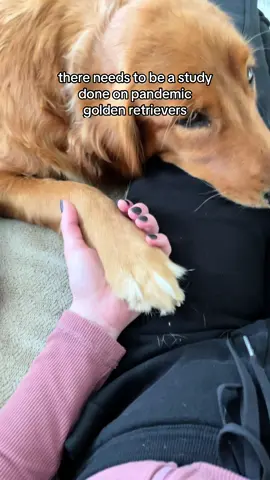 but really - if you have a pandemic golden are they the clingiest, most needy attention-seeking dog you have ever had?? #dogsoftiktok #pandemicpuppy #goldenretriever #dogtok #dog