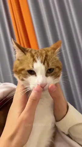 so funny!!!#cats #cute #funnycat #funny #funnyvideos