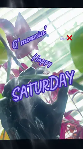 Happy Saturday!! No sunshine today after a night of rain…. And a night with the 3 oldest Grands! We start the day with breakfast and PIXAR! Hope everyone has a good day!!! #SaturdayMornings #trending #fyp #grandmasoftiktok #gen❌