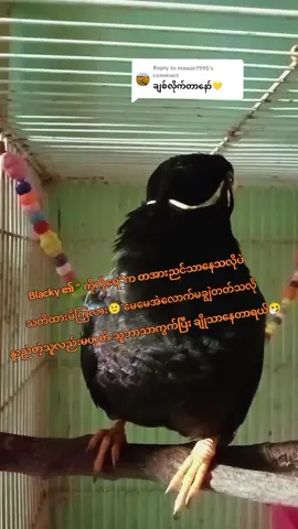 Replying to @mawar7995 #အလှမွေးငှက်ချစ်သူများအတွက် #ငှက်စာဆိုင် #HoneyBabyPets #kokoblacky #သာလိကာချစ်သူများ 
