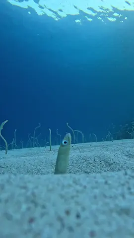 Eel garden dance party 🪩 #dahab #freediving #eelgarden #dahabfreediving #dahabdiving dahabegypt