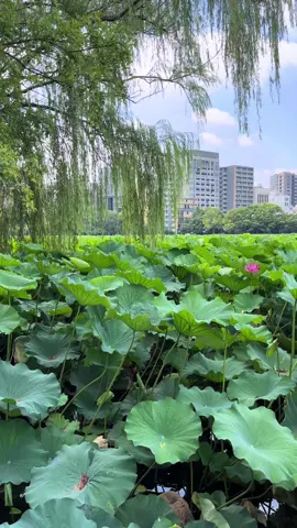 Collagen sale from Drbiocare is ending #drbiocare #collagen #drbiocarecollagen #tiktokshop 🕒 Price accurate at time of posting. Deals may change. @DrBioCare 