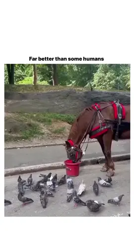 Bro has a good heart ❤️ #blowthisup #fyp #understanding #success #horse 